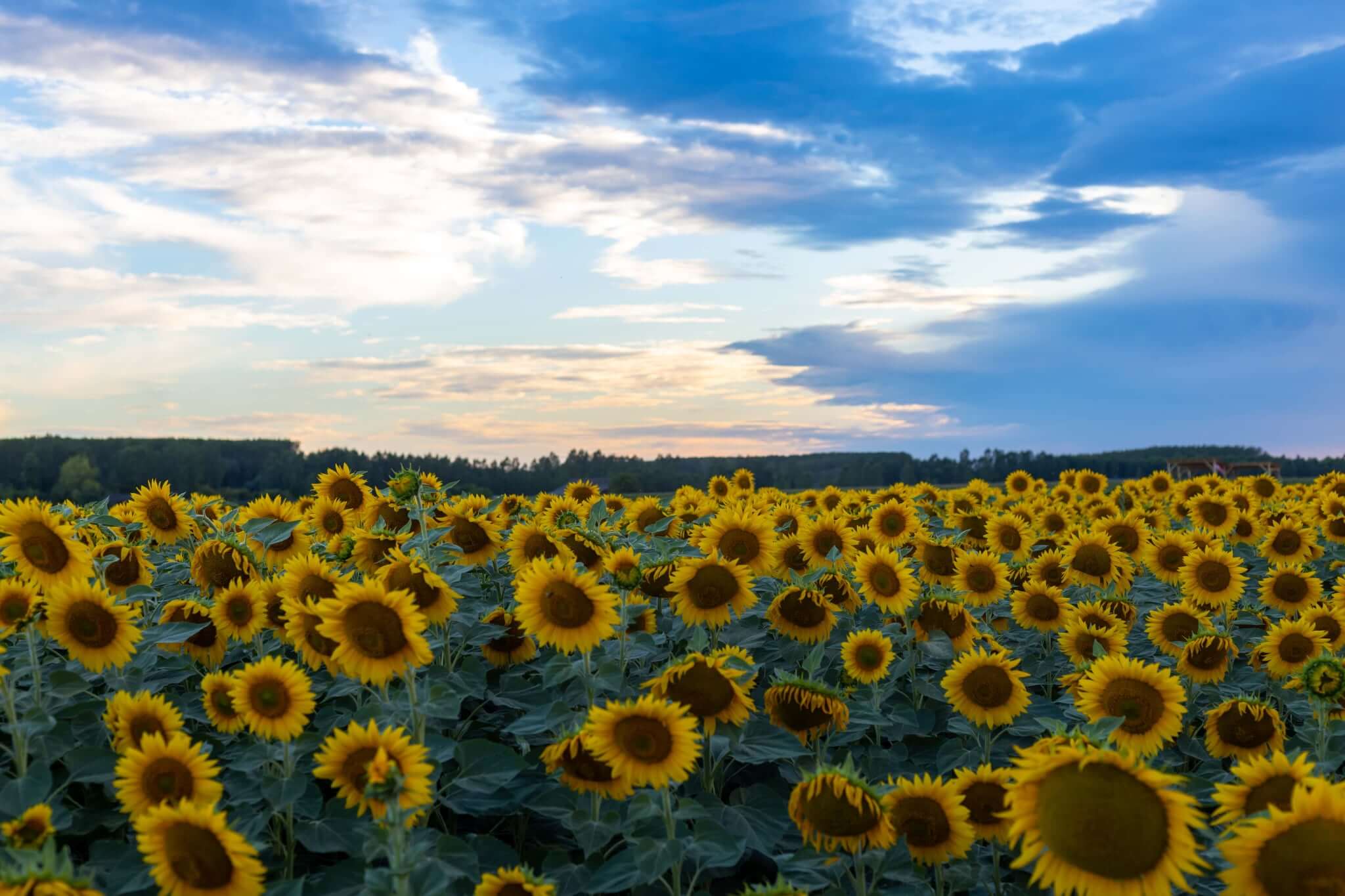 Бюлетин земеделски производители